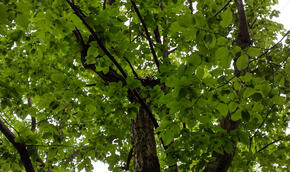 Edukativní ornitologická procházka